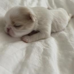 Japanese Chin Puppies from Shiisaa Chins