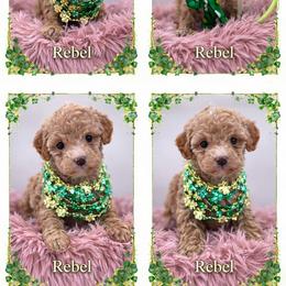 Rebel - Apricot female Goldendoodle puppy in Rising Sun, Indiana from Ruby Lane Doodles