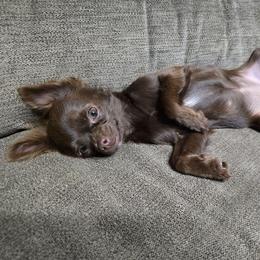 Lady - Chocolate female Chihuahua puppy in El Paso, Texas from JVJ Chihuahua