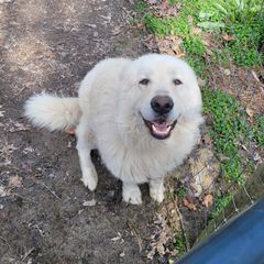 Salis - Maremma Sheepdog