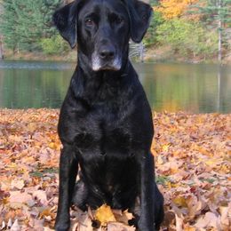 Labrador Retrievers from Moose River Retrievers