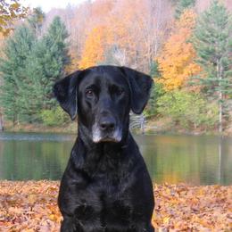 Labrador Retrievers from Moose River Retrievers