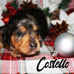 Dachshund Puppies from White River Valley Kennel