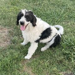 Dixie - Saint Berdoodle