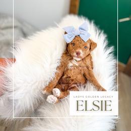 Elsie - Red  female Goldendoodle puppy in Cedar City, Utah from Cedar Doodles- Home of the Teddybear Goldendoodle