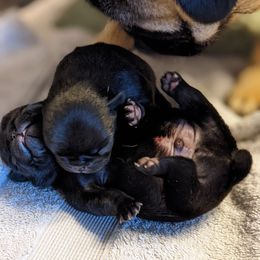 Pug Puppies from Cydney & Co Pugs
