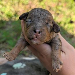Shawn - Merle male Cavapoo puppy in Coshocton, Ohio from Forever Family Puppies