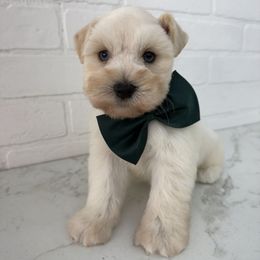 Buck - Wheaten male Miniature Schnauzer puppy in Hickory, North Carolina from Selene's Schnauzers