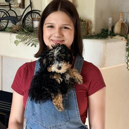Bernedoodle Puppies from Big Sky Bernedoodles