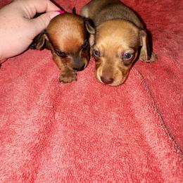 Dachshund Puppies from Dachshund heaven