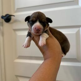 Recess - White and red male Pembroke Welsh Corgi puppy in Red Bluff, California from Wilder Ranch Corgis