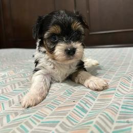 Graham - Parti male Yorkshire Terrier puppy in Rochester, New York from Tnt Yorkies and Cosmic corgis