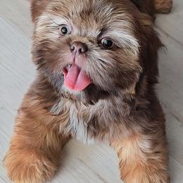 AKC Chocolate & Tan Dobie Female - Chocolate and tan female Shih Tzu puppy in Las Vegas, Nevada from Beirin Breige Shih Tzus