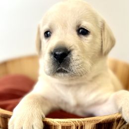 Boy 7 - Yellow Labrador Retriever puppy in Waxhaw, North Carolina from Blacks Run Retrievers
