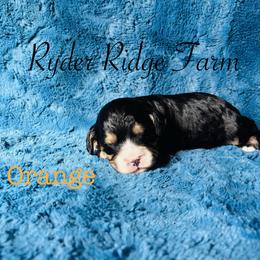 Orange - Black and tan male Cavapoo puppy in White Sulphur Springs, West Virginia from Ryder Ridge Farm