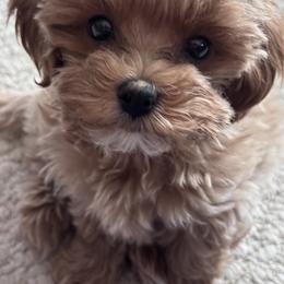 Maltipoos from Minipaws kennel
