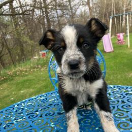 Hersey - Blue male Australian Cattle Dog puppy in Lancaster, Minnesota from Weleski Chocolate Heelers