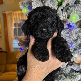 Butternut - Black female Poodle puppy in St. Johnsbury, Vermont from Poodles of the Northern Woods