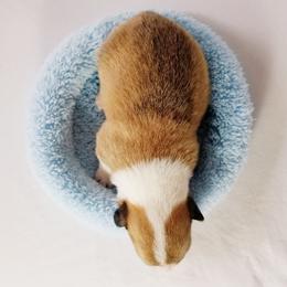 Pembroke Welsh Corgi Puppies from Whimsical Treasure Corgis