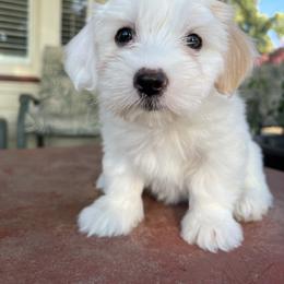 Companion Cross Puppies from V & V Kennels
