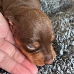 Doc - Chocolate and tan male Dachshund puppy in Chelsea, Oklahoma from Renee's Dachshund's