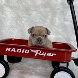 French Bulldog Puppies from Cuddlebug Frenchies