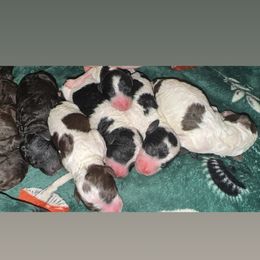 Hersheys kiss - Parti male Goldendoodle puppy in Cross, South Carolina from DoodleDandy & Danes