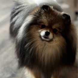 Wally - Pomeranian