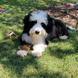 Bernedoodles and Goldendoodles from Elite Goldendoodles and Bernedoodles