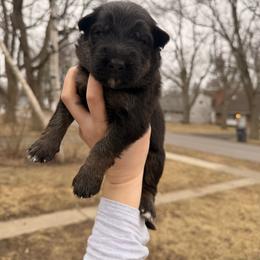 Grumpy - Bi-color male German Shepherd puppy in Perrysburg, Ohio from Fancy GSDs