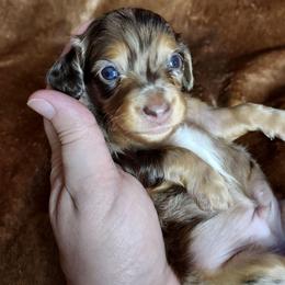 Boy 3 - Dapple male Dachshund puppy in Swink, Oklahoma from Palali Farm
