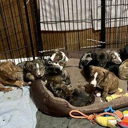 Catahoula Leopard Dog Puppies from Gunslinger Catahoulas