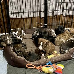 Catahoula Leopard Dog Puppies from Gunslinger Catahoulas