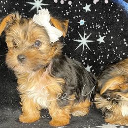 Yorkshire Terriers from Elle Yorkies