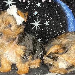 Yorkshire Terriers from Elle Yorkies