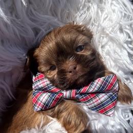 Bentley - Liver male Shih Tzu puppy in Coolidge, Arizona from Shih Tzu’s  ‘N’ Love