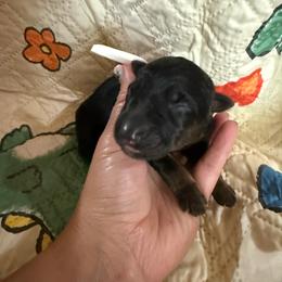 White - Black and red female German Shepherd puppy in Hillsboro, Indiana from Salty Raccoon Ranch German Shepherds