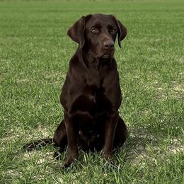 June - Labrador Retriever