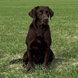 June - Labrador Retriever