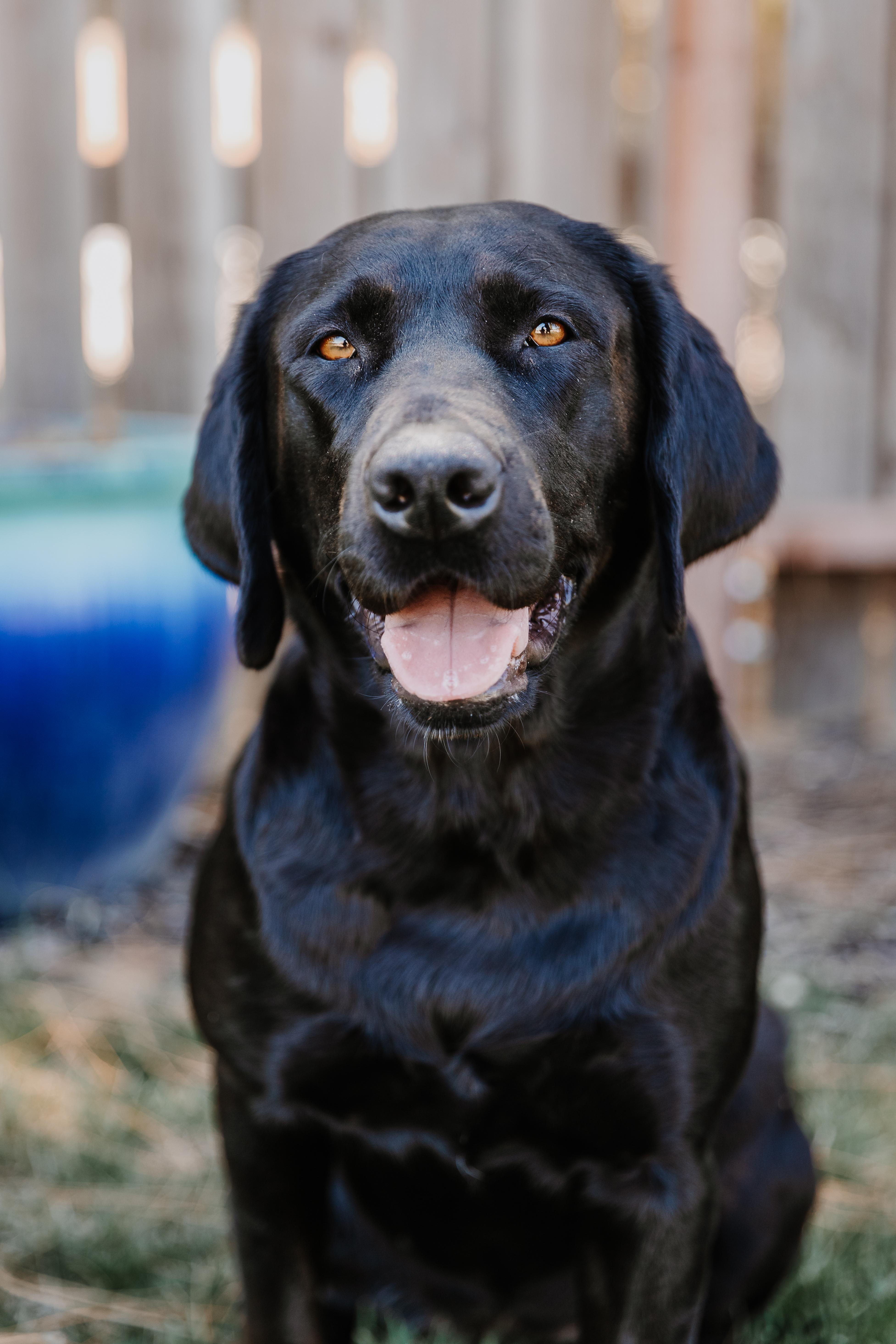 Luxury Labradors in California | Labrador Retriever puppies | Good Dog