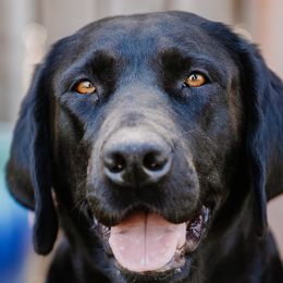 Labrador Retrievers from Luxury Labradors