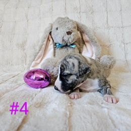 Ruby - Fawn brindle Whippet puppy in Fowlerville, Michigan from Bloom's County Kennel