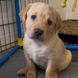 Yellow collar - Yellow female Labrador Retriever puppy in Dover Plains, New York from Clearmountain Retrievers