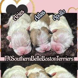 Atlas - Seal and white male Boston Terrier puppy in Brazos Point, Texas from TX Southern Belle Bostons