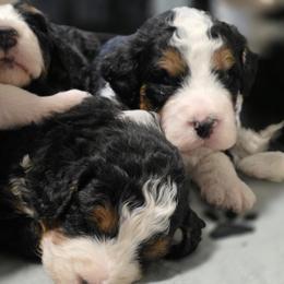 Female 2 - Tri-color female Bernedoodle puppy in Shelton, Washington from NW Bernedoodles of Washington