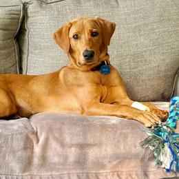 Labrador Retriever Puppies from Oak Hollow Retrievers
