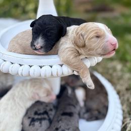 Sheepadoodle Puppies from Sarah Pearl’s Mini Sheepadoodles