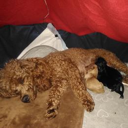 Poodle puppies from Scenic Hills Kennels