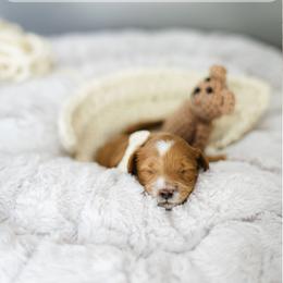 Enzo - Red  male Goldendoodle puppy in Garden Grove, California from Sunkissed Doodles