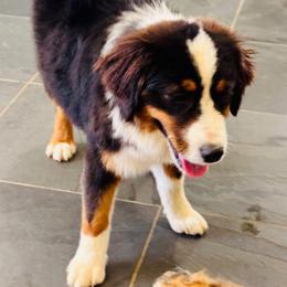 Boy 3 - Black tri male Miniature American Shepherd puppy in Jonesborough, Tennessee from Bouchard’s Best Shepherds